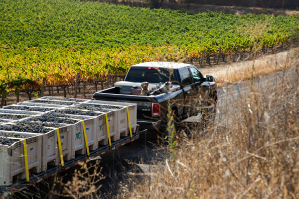 Bret’s black Dodge Ram truck in pulling a trailer of macro bins containing freshly-picked cabernet sauvignon. Two dogs are in the bed of the truck, Ketch, a Golden Retriever and Truckee, a mini Australian Shepherd.
