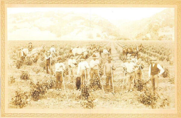 Crew plowing Frellson’s vineyard
